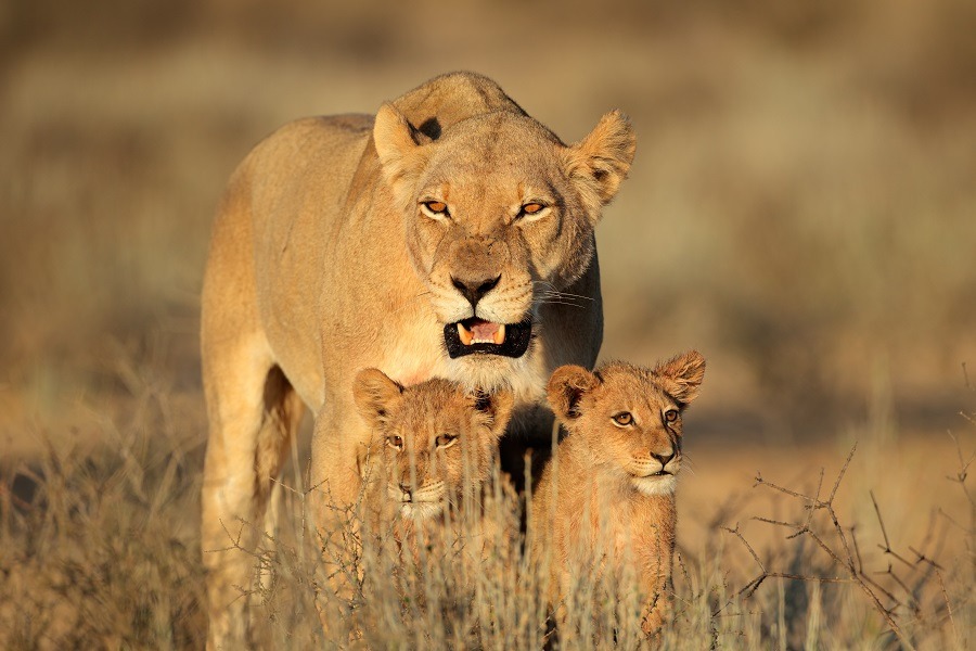 Lioness standing behind her young cubs.