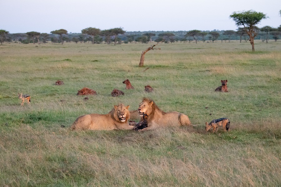 Lions, jackals and hyenas feasting on a wildebeest kill.