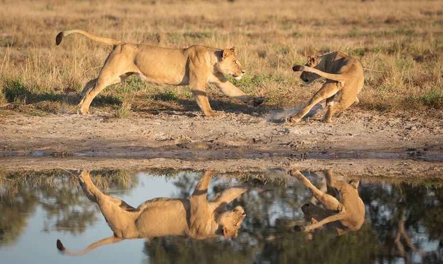 Lions play-fighting near water in Botswana.