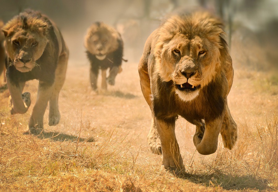 Lions running fast chasing something.