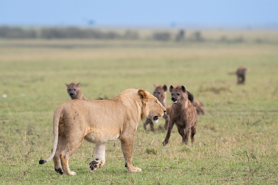 male lion vs hyena