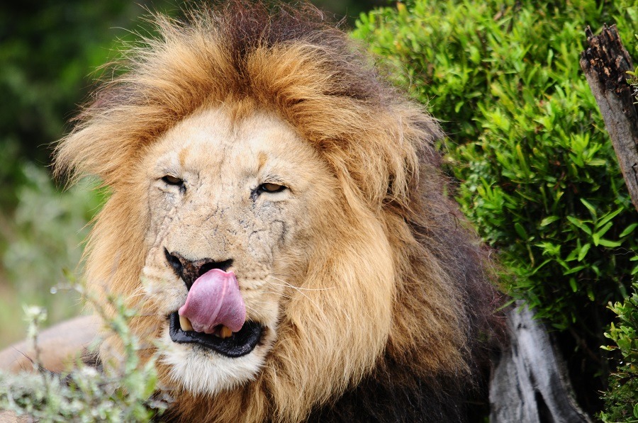 Up close male lion licking mouth.