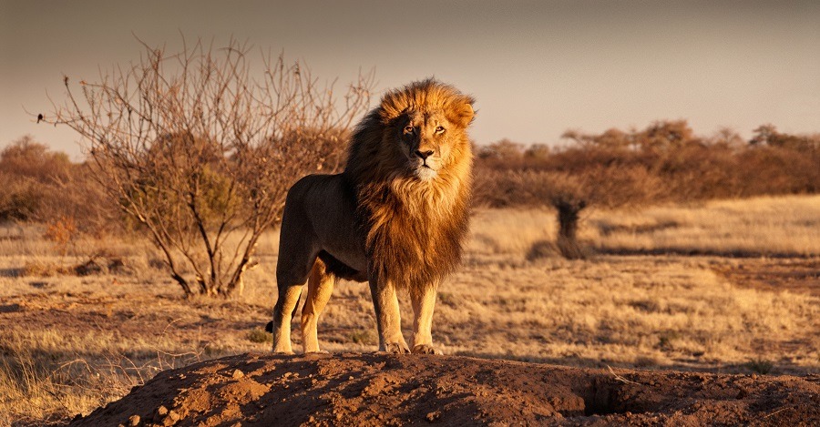Regal lion standing proudly in Savanna.
