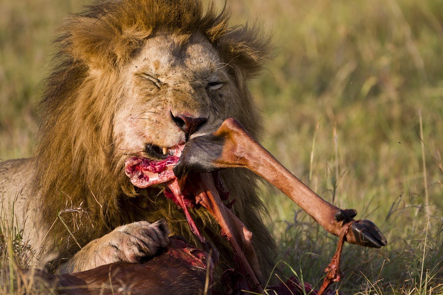 Lion eating prey's leg in African wild.