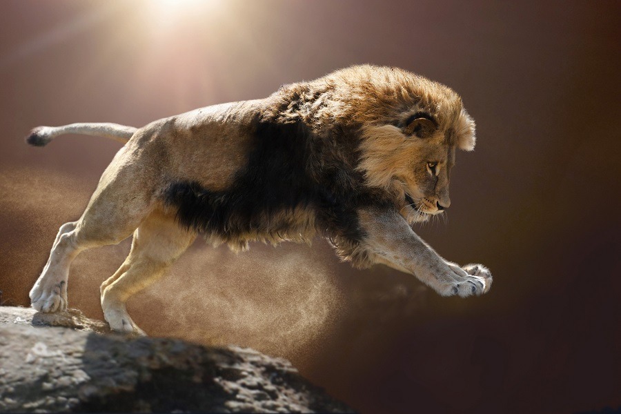 A powerful lion on attack mode jumps off the cliff.