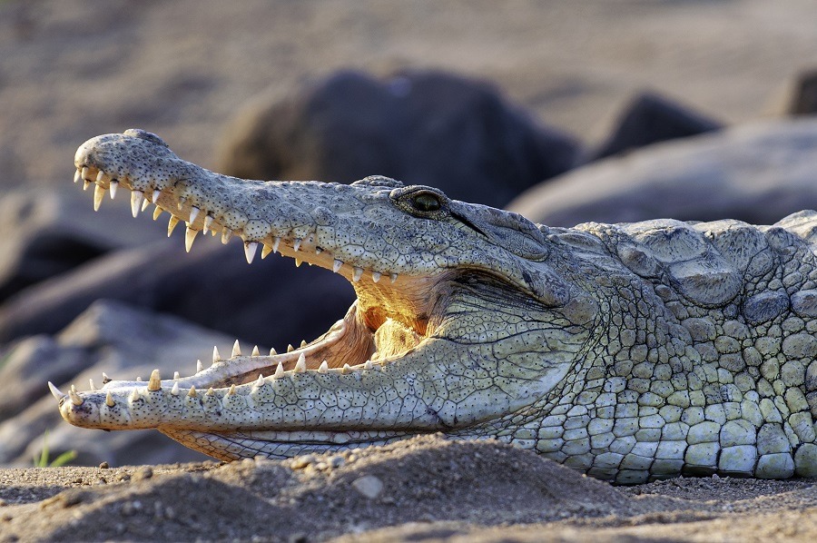Nile Crocodile, up close, on land, sharp, clear, teeth and eyes.