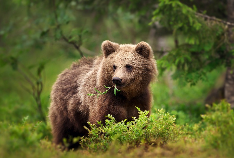 European brown bear eating grass and branches in forest.
