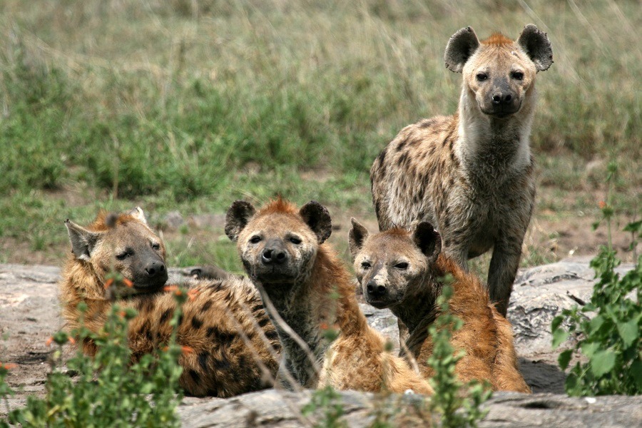 Hyenas in Serengeti, Africa.