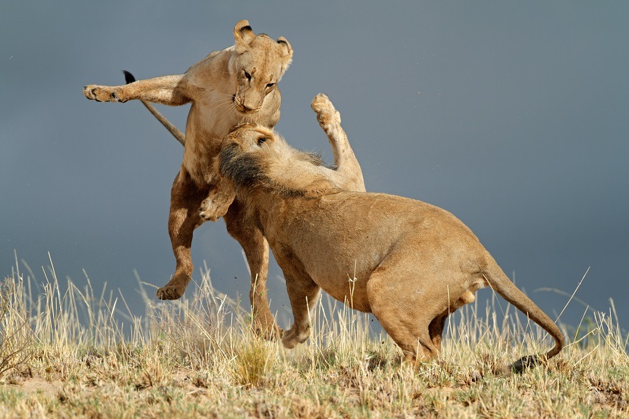 A pair of African lions play-fighting in the wild.