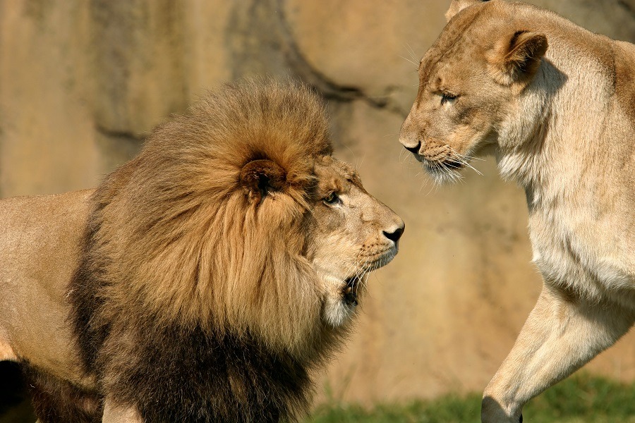 Powerful lions.