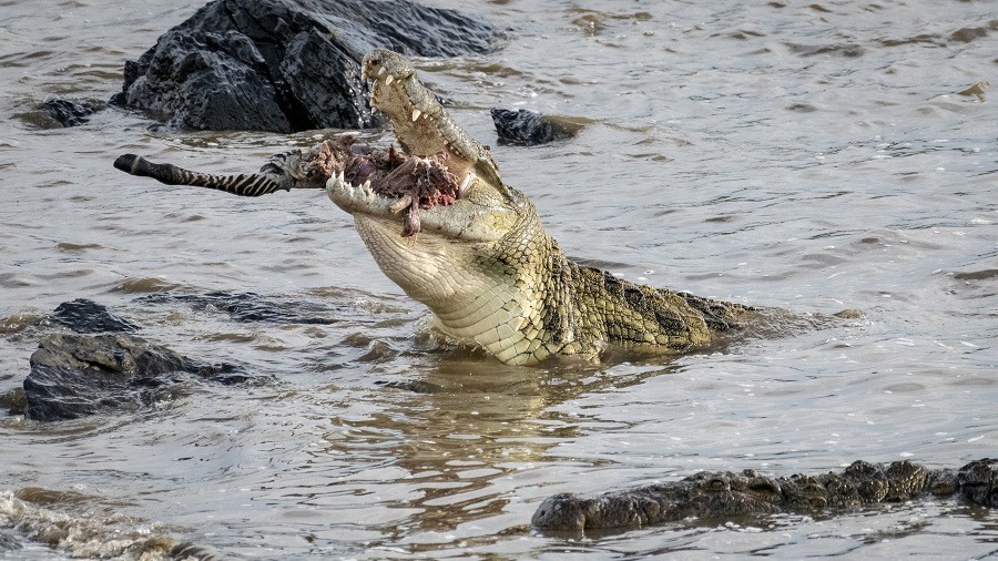 Nile crocodile feeding on zebra crossing Mara River.