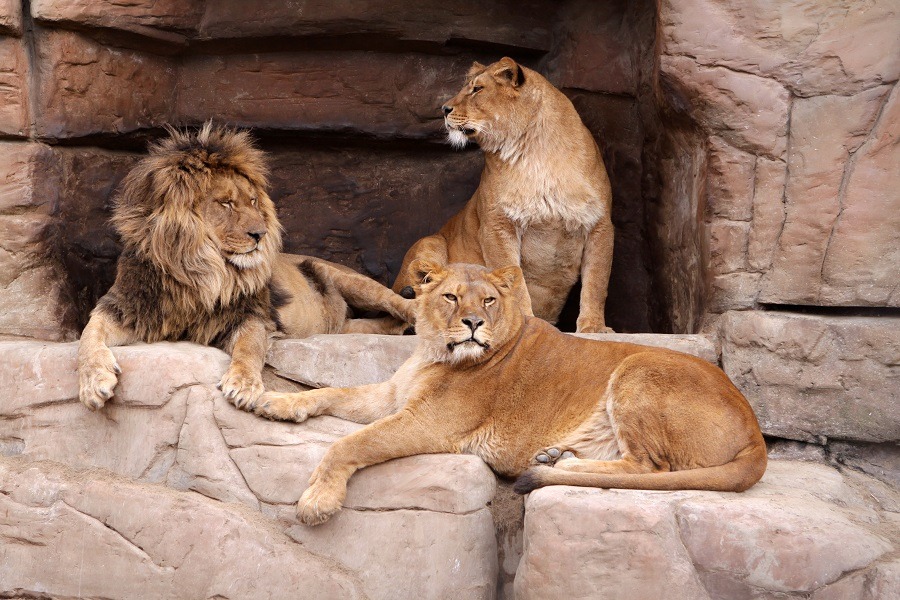 Family of lions lounging on huge rock.