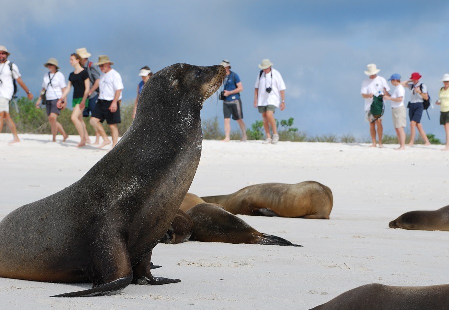 Sea lions on Galapagos Island with tourists in the background.