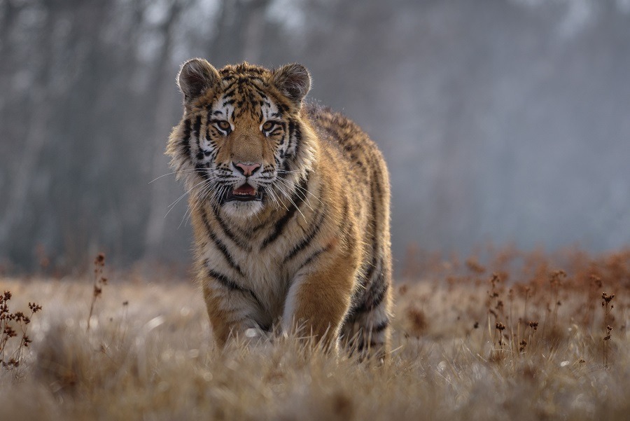 Lone Siberian tiger standing in the grass.