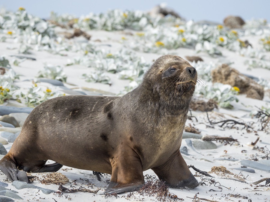 Young South American sea lion bull on sandy beach, Falkland Islands.