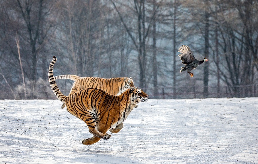 Siberian Tigers running in the snow and catch their prey.