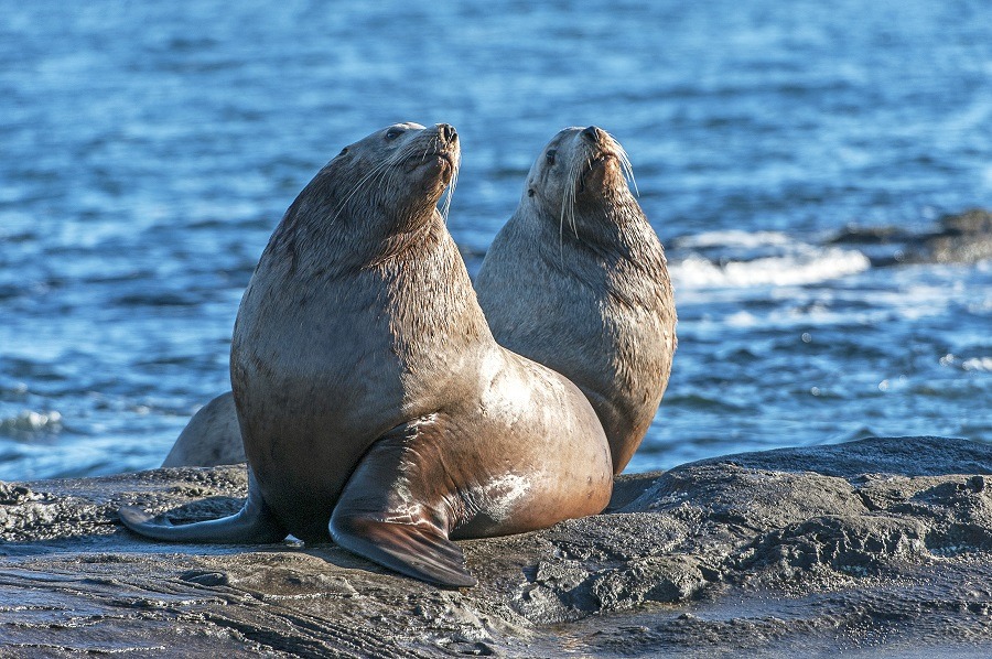 Steller's Sea Lion on rocks near Valdes Isand, British Columbia, Canada.