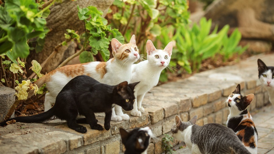 Group of stray cats sitting on pathway curb, looking up as someone is about to throw them some food.