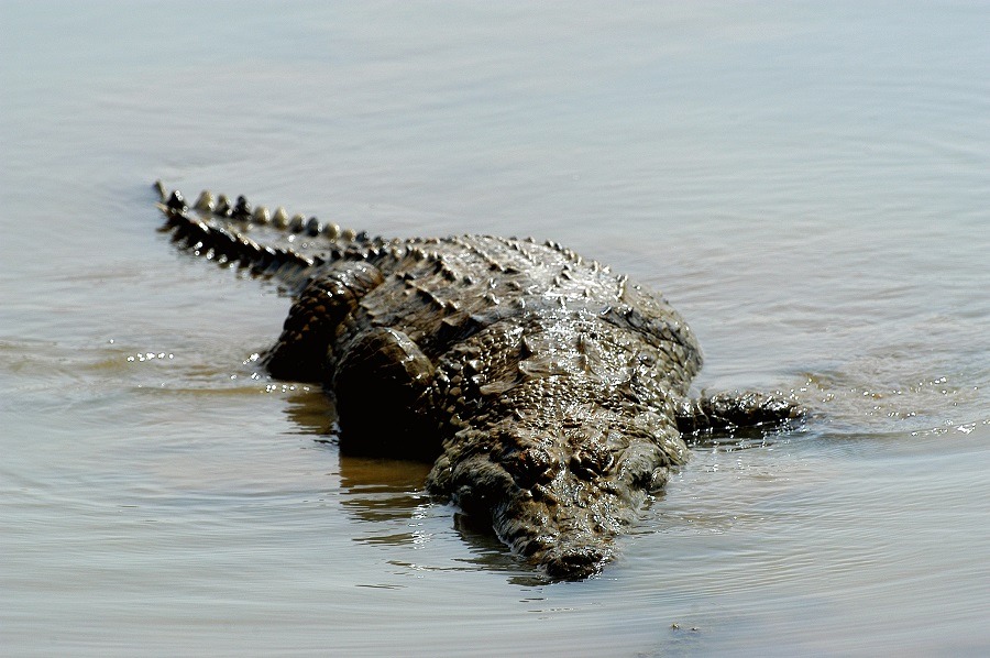 Huge crocodile wading in shallow water.