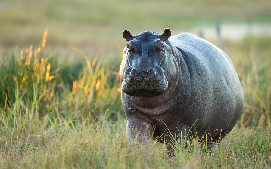 Adult male African hippopotamus in the wild.