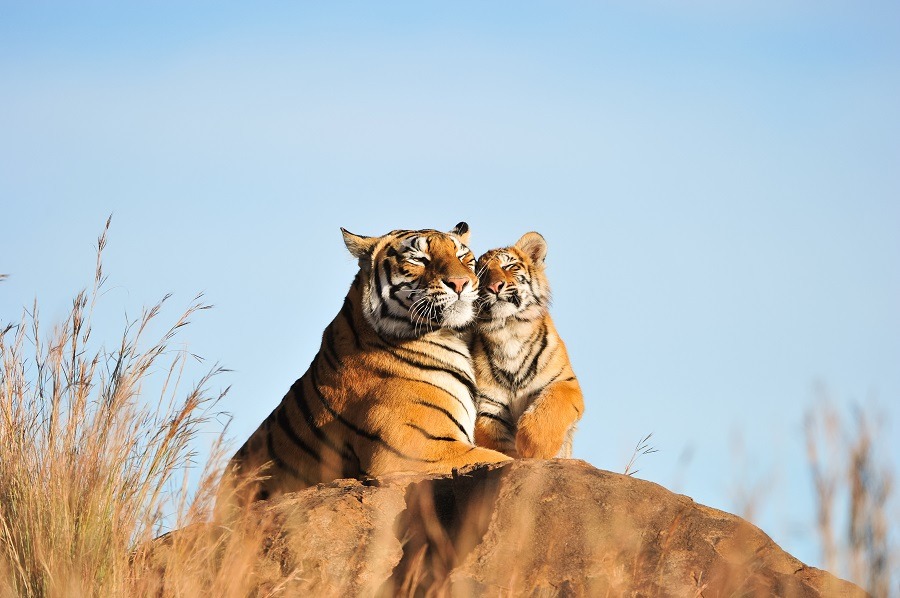 A mother tiger and her cub cuddling natural habitat.