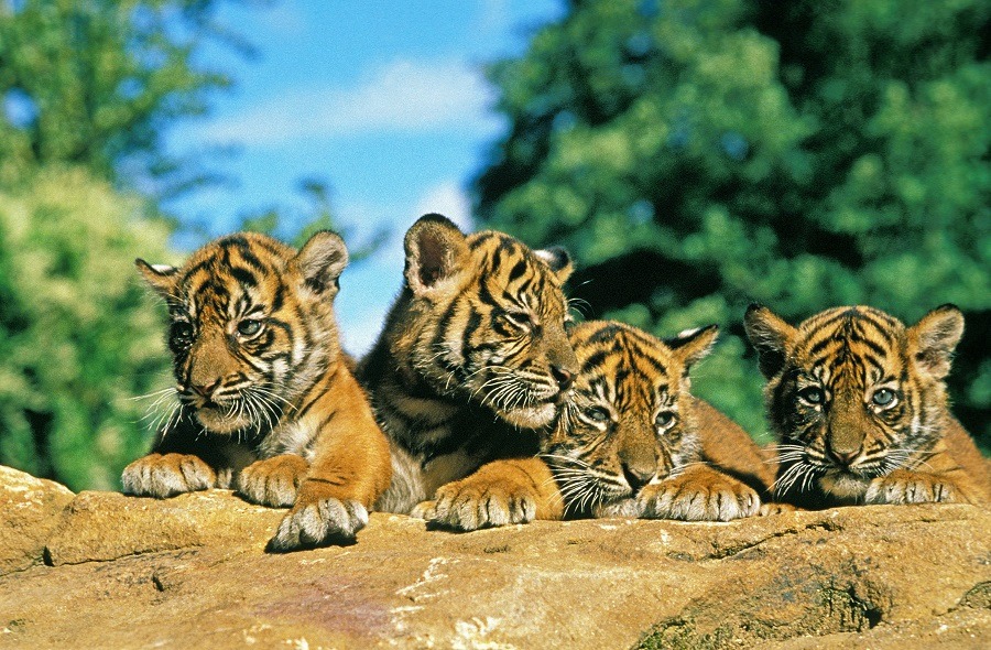 Sumatran Tiger cubs standing on rock in the wild.