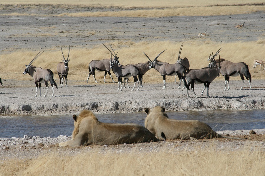 Lions looking at oryxes near waterhole in Savanna.