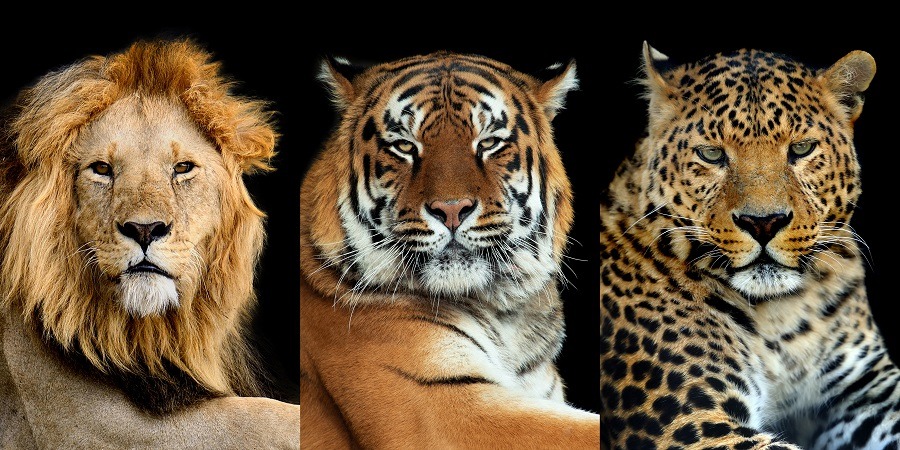Three big wild cats, leopard, tiger, and lion.