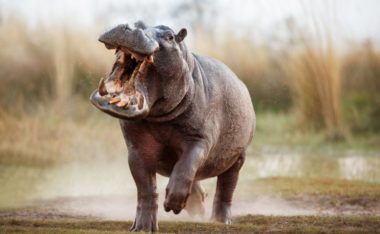 Can a Hippo Kill a Lion?