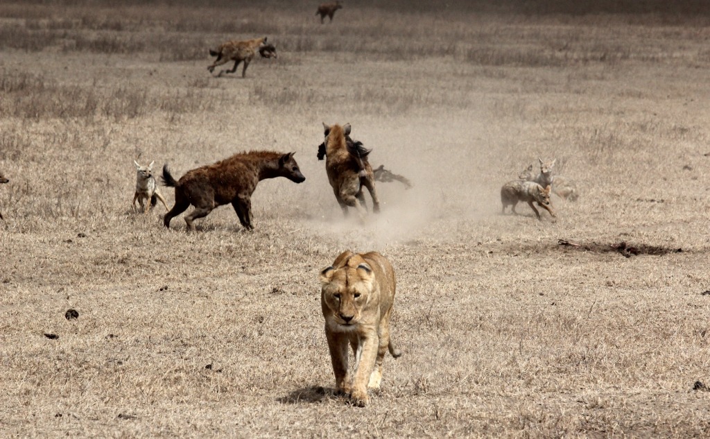 Lion vs. Hyena: Who Wins in a Fight? (+ Vital Facts)
