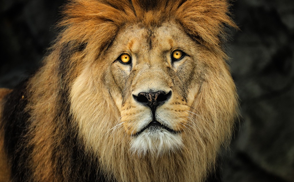 Why Shouldn’t You Look Into the Eyes of a Lion? (+ Facts)