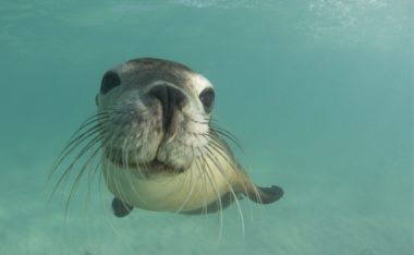 Are Sea Lions Dangerous To Humans?