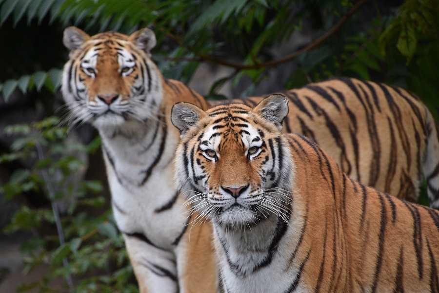 Two Amur tigers standing, looking alert.