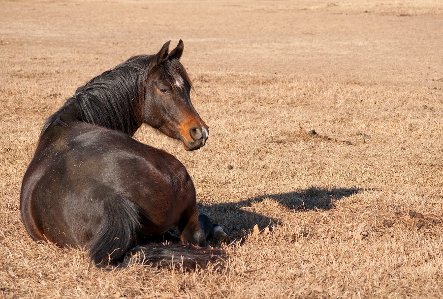 Dark bay Arabian horse resting lying down in dry grass.