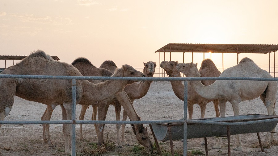  The herd of camels at a farm in Qatar.