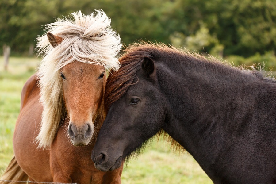 A couple horse in the field.