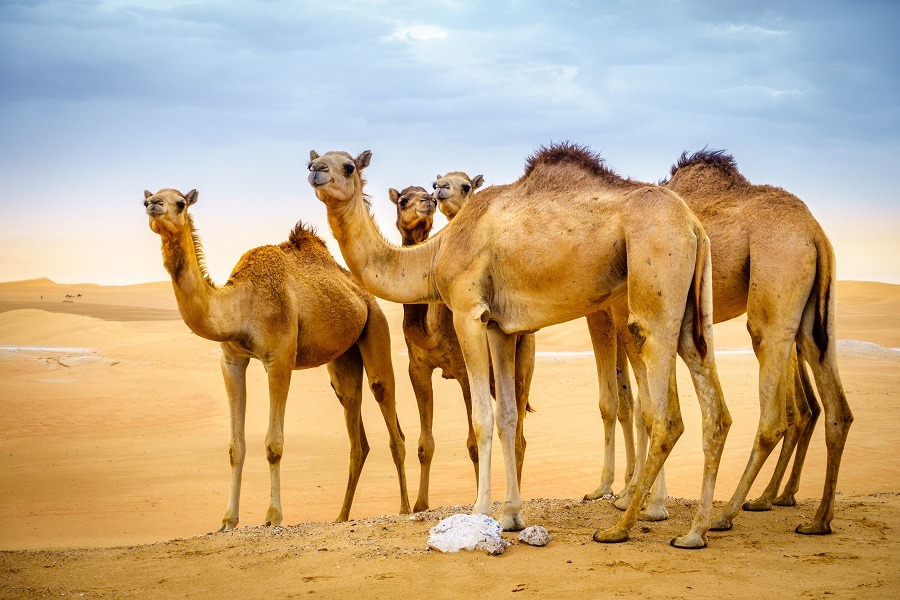 A herd of wild camels in the desert.