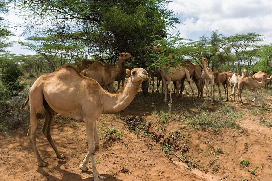 A herd of camels eating Acacia tree leaves in Kajiado County Kenya.