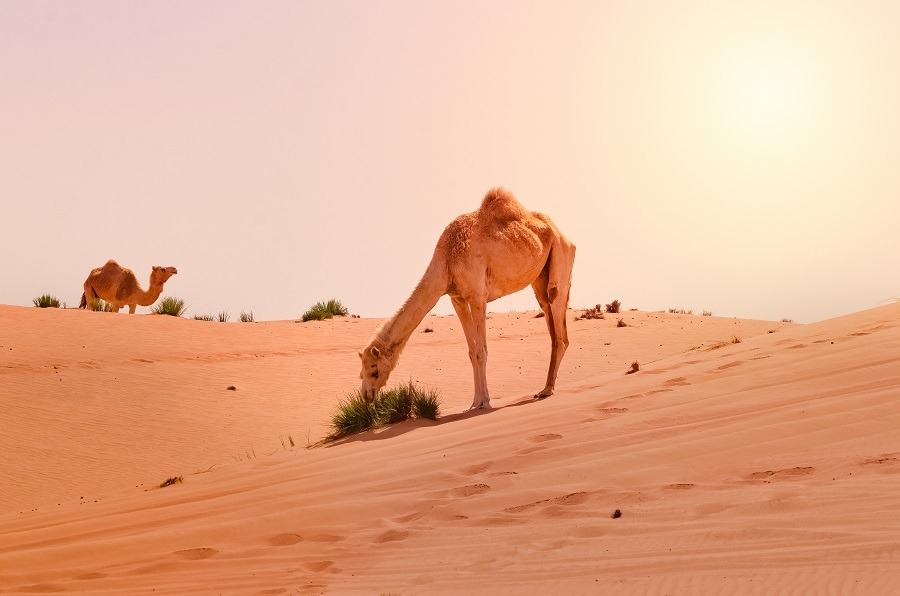 Camels in the desert.