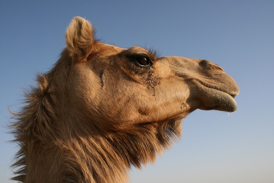 Beautiful camel head against the clear blue sky.