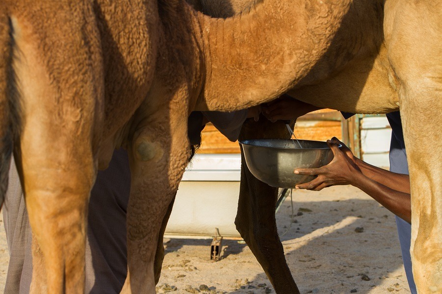 Man milking a camel.