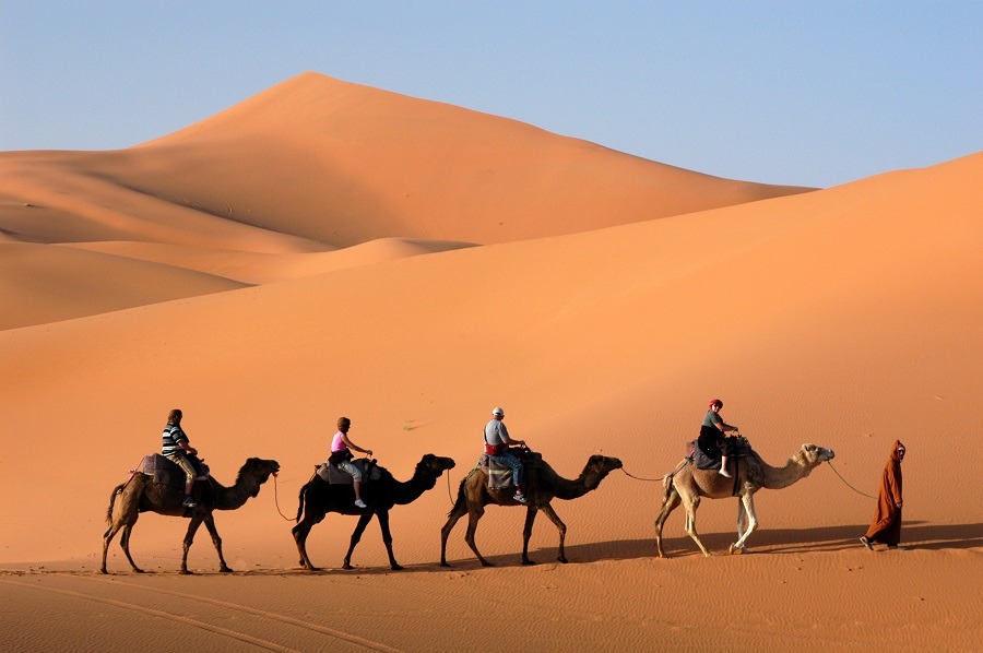 Camel caravan going the sand dunes in the Sahara Desert.