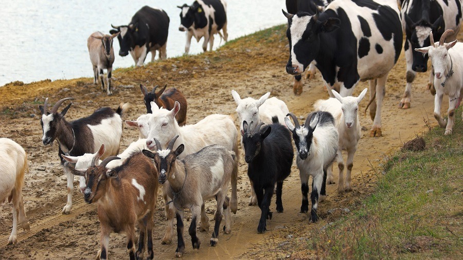 Herd of goats and cows walking on the road.