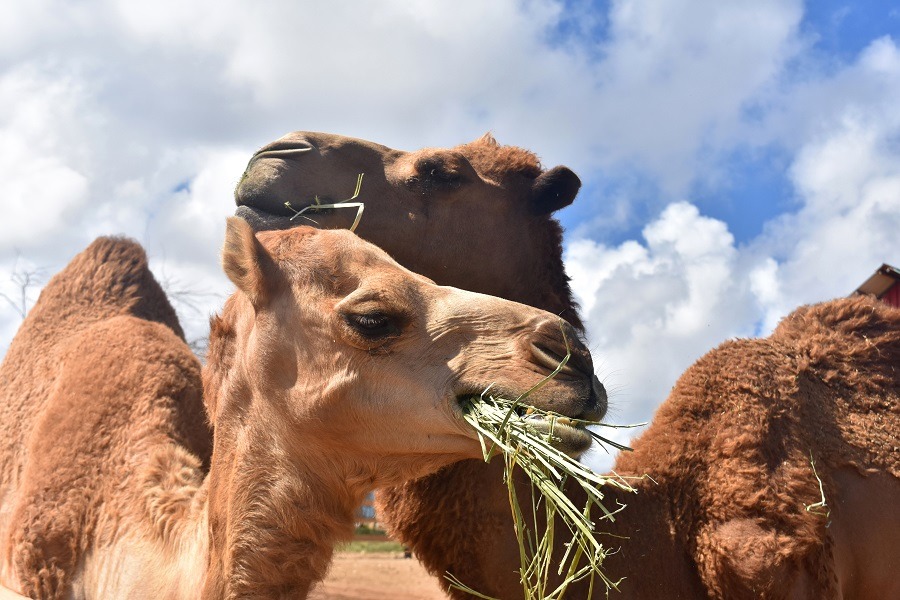 Beautiful pair of camels with their mouths full of hay.