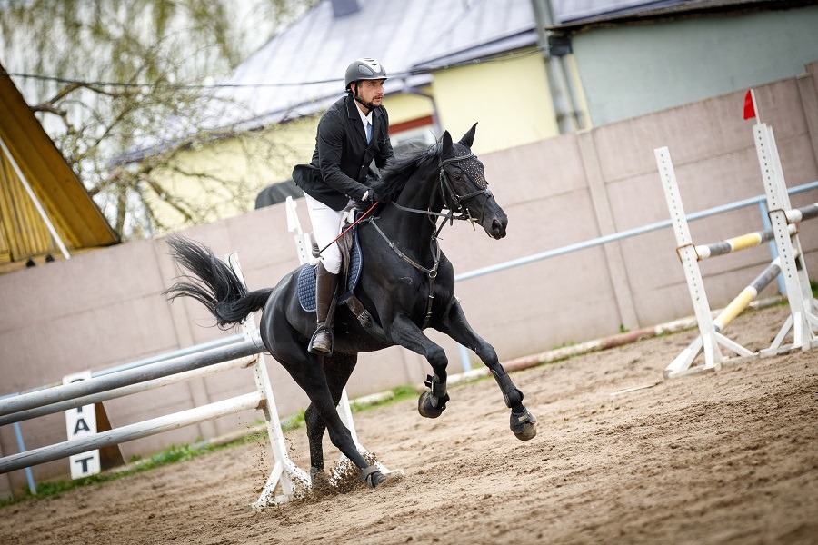 Black mare horse and adult man rider jumping during equestrian showjumping competition.