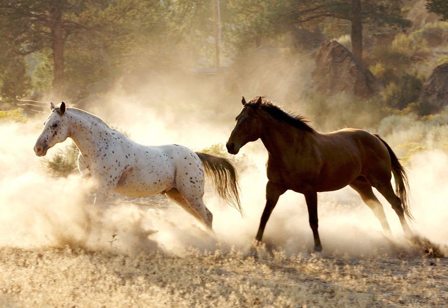 Black and white wild horses running free, dusts floating in the air.