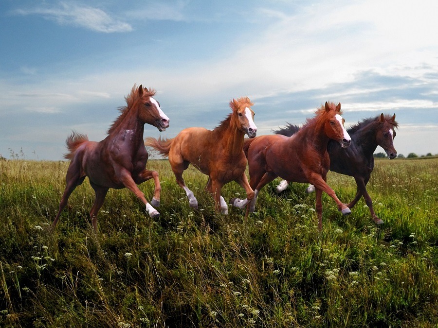 Rapid running free horses on blossoming grass.