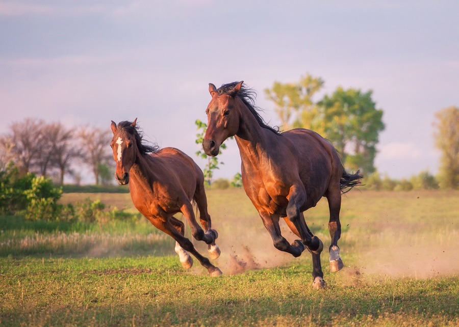 Wild galloping horses in the field.