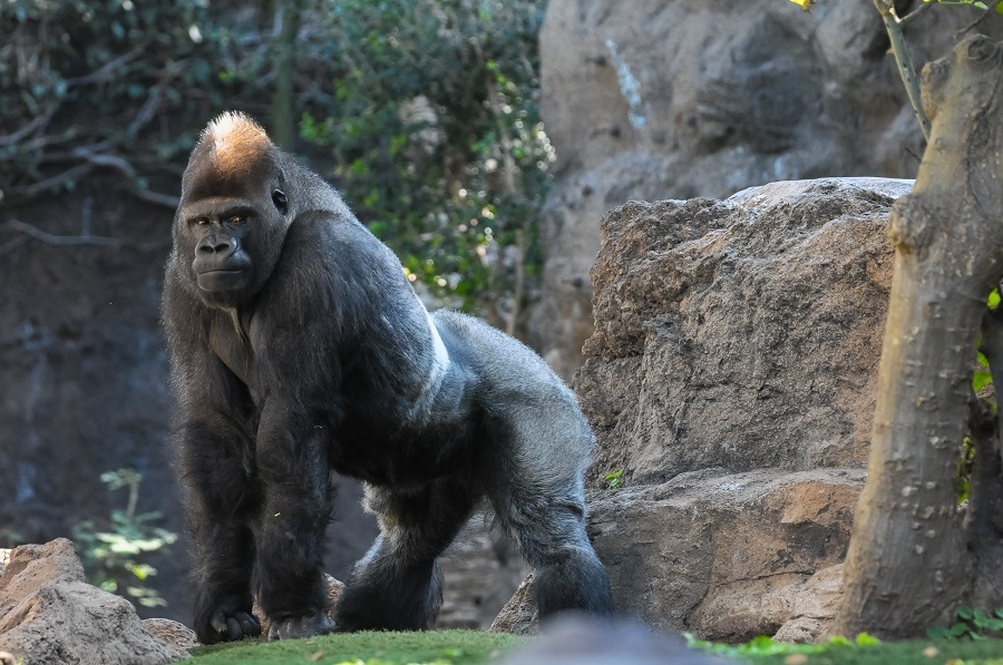 Strong adult black gorilla.
