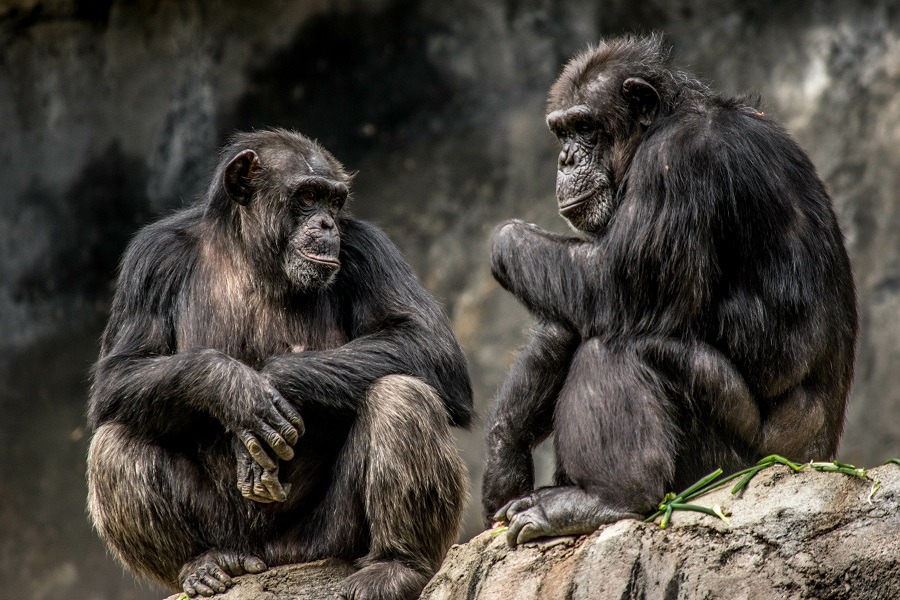 Two gorillas sitting on rock.